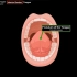 口腔本身（腭和舌） - 口腔解剖学 | 医学英语