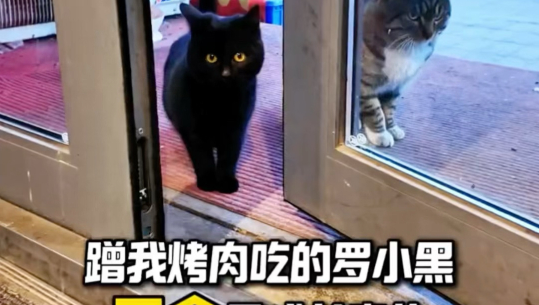 韩阳和店里的小流浪们