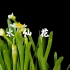 【延时摄影】水仙花开，春节到。 一年一度拍水仙花大赛又到来啦~