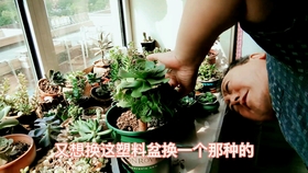 真正的观音莲 d5c5f1390adcb8121967567cb6f171192b2bb7ad.jpg@280w_158h_1c_100q.jpg
