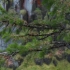 【空镜头】松树松柏植物山崖 素材分享