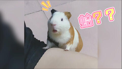 d5f9926e5cd8552fb6ed69f2e0ad447bba3fd1c4.jpg@480w_270h_1c