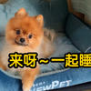 【云养狗-博美】卤蛋对新窝一见钟情了