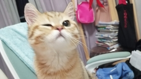 小猫咪叫的声音嘶哑 d5fe9afd32f987c0fe5022b894f0021f295b81f8.jpg@280w_158h_1c_100q.jpg