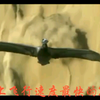 盘点世界上飞行速度最快的2种鸟类——世界上飞行速度最快的鸟不是游隼