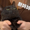 从小养大的猫要送人了，感觉就像女儿出嫁