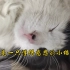 懂得感恩的小猫咪，主人搬家后猫咪经常去主人新家找主人，可惜猫眼神不好使进不来……