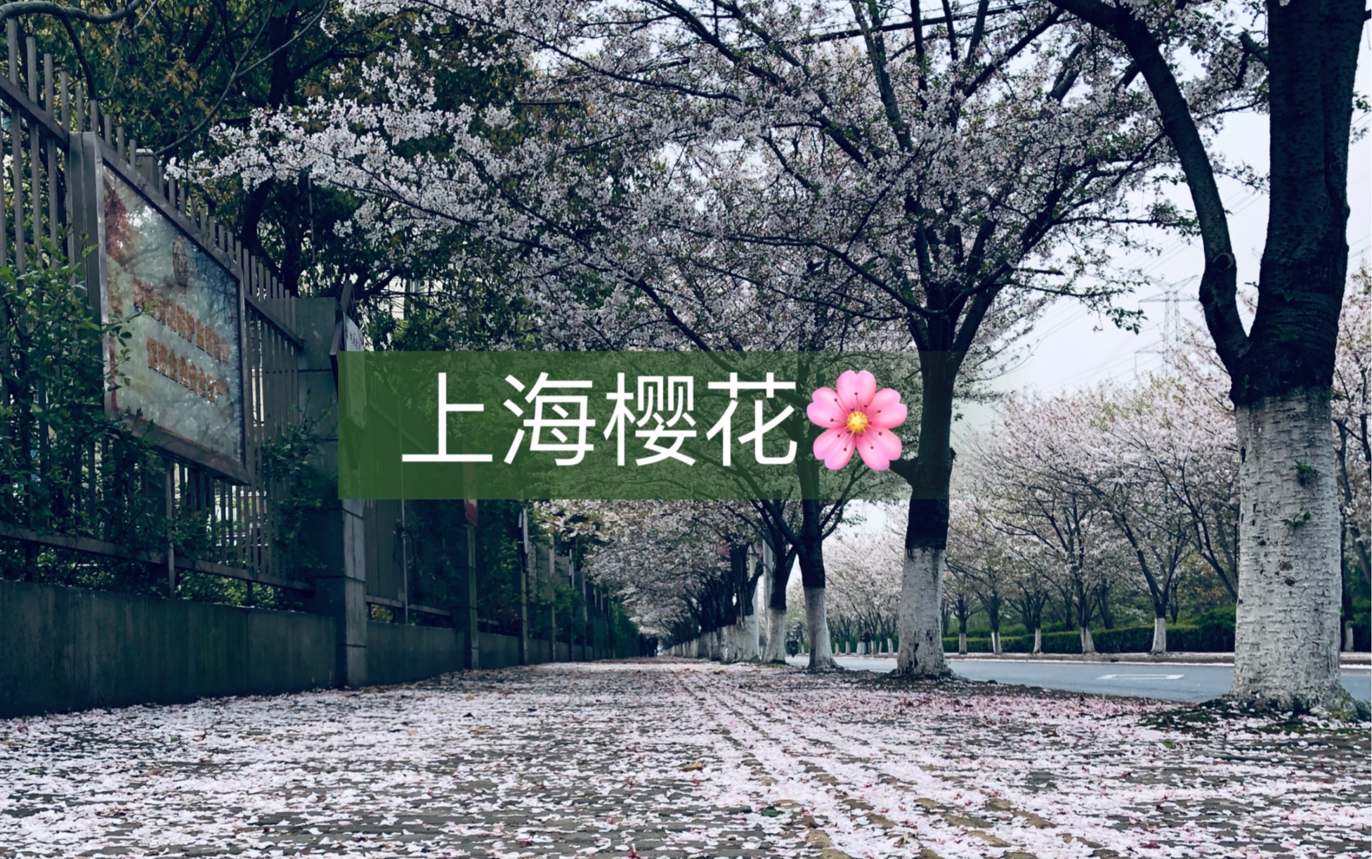 上海樱花哔哩哔哩bilibili