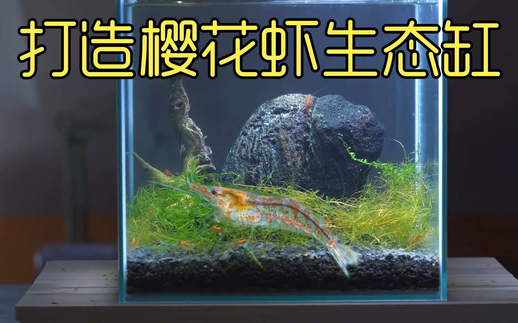 打造樱花虾生态缸，开一个密封生态缸养虾，结果还算成功