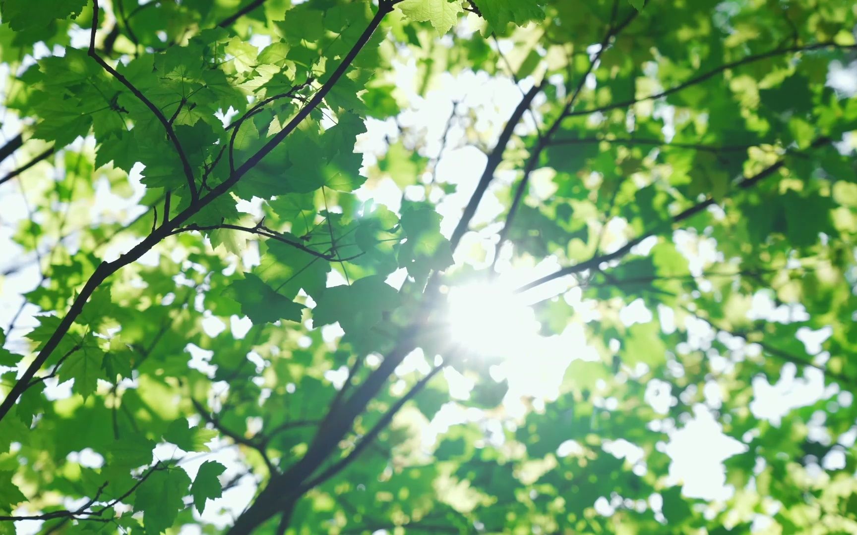 【夏日小清新视频素材】自然清新阳光绿叶风景夏天空镜实拍1080P，视频制作必备！