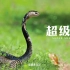 【纪录片】超级蛇 1080P高清 国配中字
