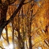 喜欢这样静美的秋天，清雅，明媚，寂寥，苍凉，触动心灵。