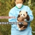 熊猫界的隔代亲：姜爷爷和它最疼爱的孙女福宝