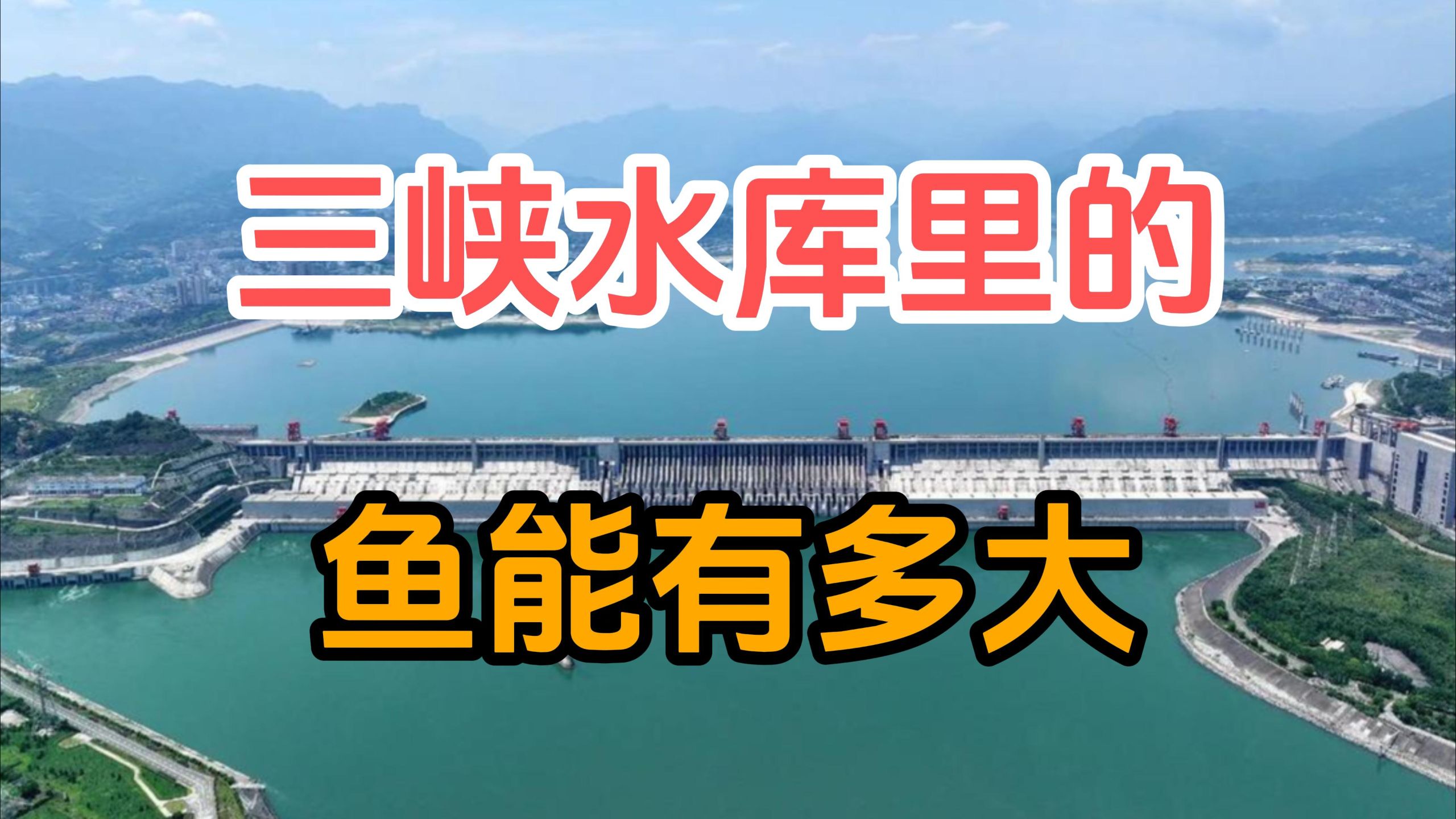 三峡大坝蓄水超过20年，里面的鱼能有多大？