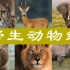 【中国纹样之美】犀牛狮豹鹿象麒麟……带你看纹样里的动物世界