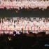 【原田葵 長濱ねる 日向坂46】2023.08.06 MC訪問部分「TOKYO IDOL FESTIVAL 2023」D