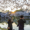 长沙赏樱花地图出炉，15个免费赏樱花好去处，你去过几个呢
