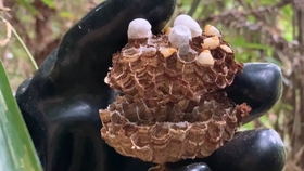 多节耳材村虫 d6ac5b66226b79f8c31f919f45b673da86283865.jpg@280w_158h_1c_100q.jpg