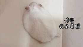 会动的小老鼠视频 d6cf9ce8bf619180b2a70e6cfd81771b172d2ad2.jpg@280w_158h_1c_100q.jpg
