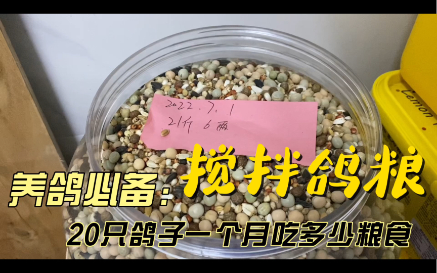 【自配鸽粮】养20只鸽子一个月要吃多少粮食？配比清单在视频最后！