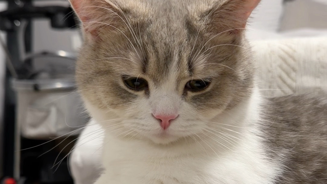 小猫的身子太软了，扶都扶不起来～