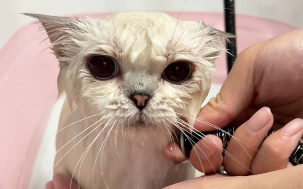 小猫咪洗澡有多可爱？