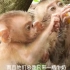 两只小猴子饥饿难耐，一只有奶喝另一只饿得流口水