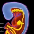 development of respiratory system胚胎发育-呼吸系统的发生-超级详细~