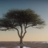 SpeedTree非洲金合欢树建模教程Model An African Acacia Tree in Speed Tre
