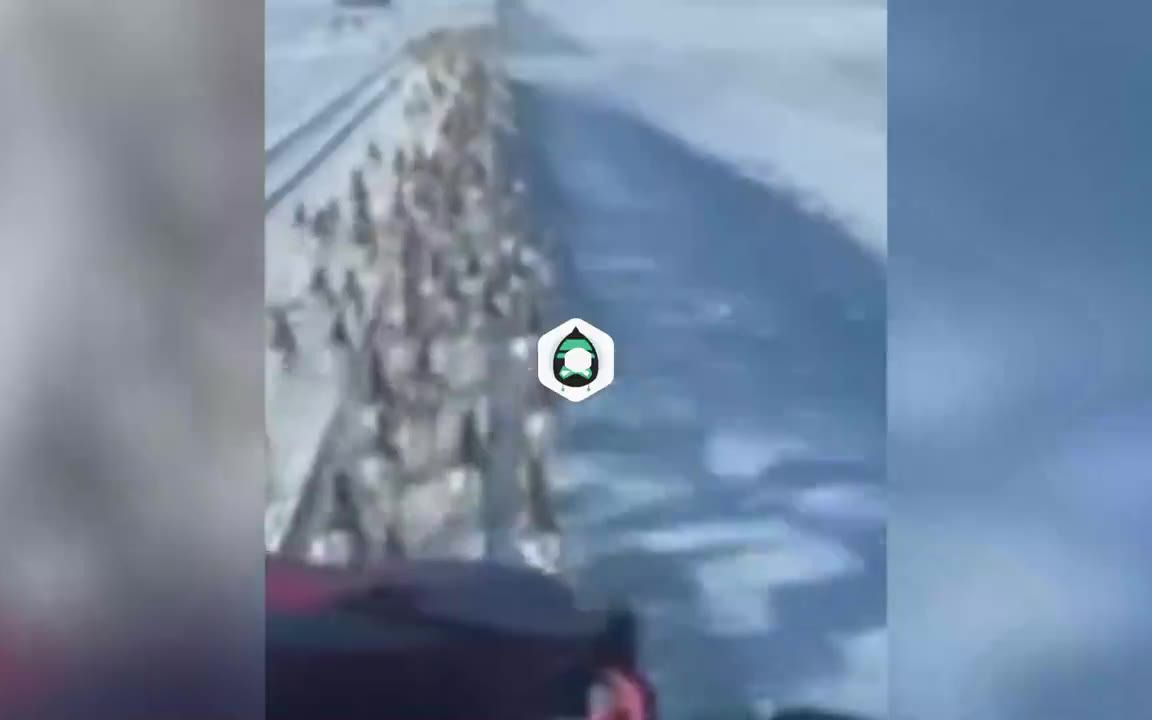 你会怎么看待：加拿大货运火车行进时碾过叉角羚群 场面骇人[1次更新]的第1张示图
