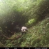 四川省唐家河国家级自然保护区观察到野生大熊猫