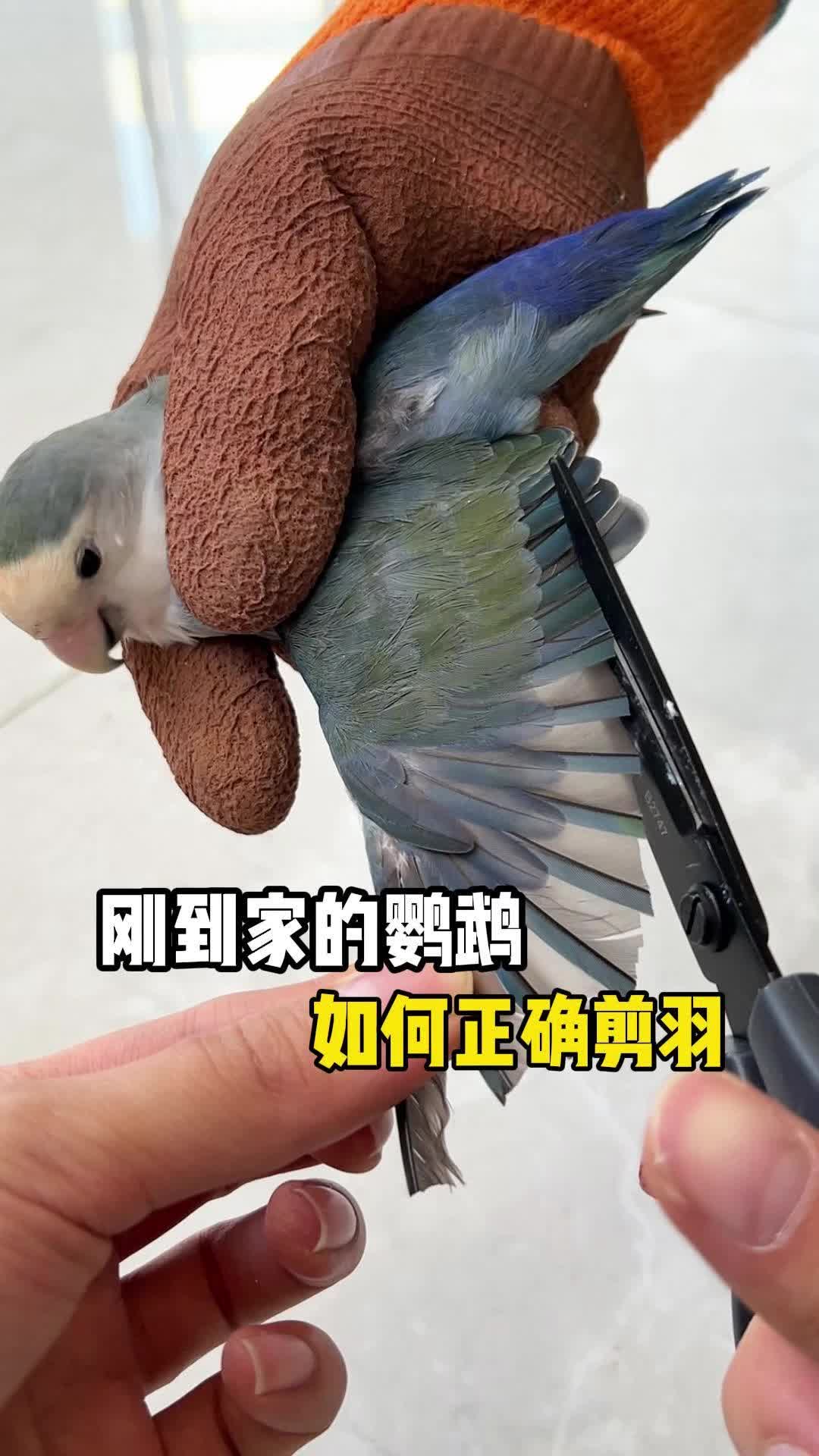 8月11日（鹦鹉一哥）