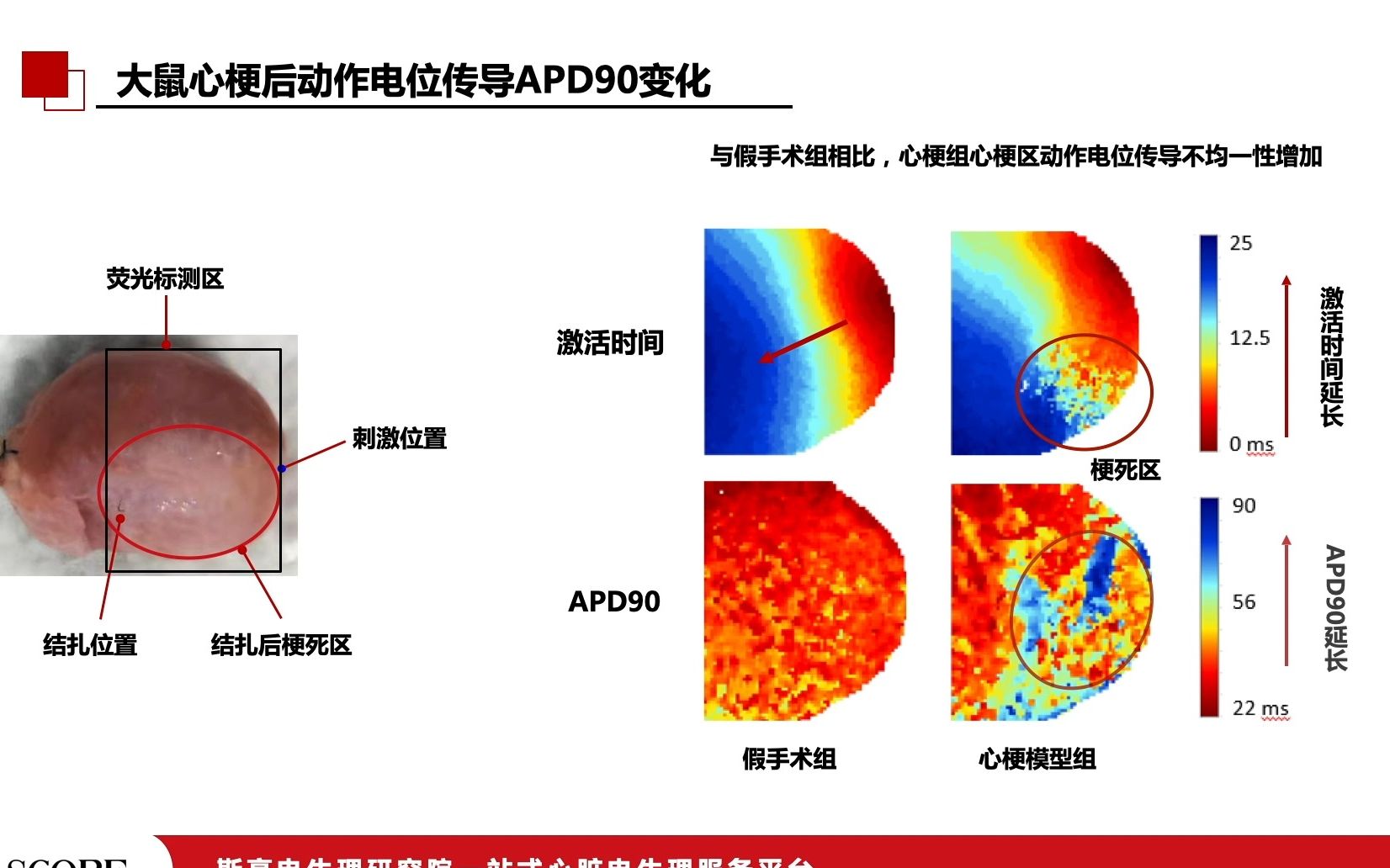 大鼠心肌梗死（MI）模型optical mapping检测