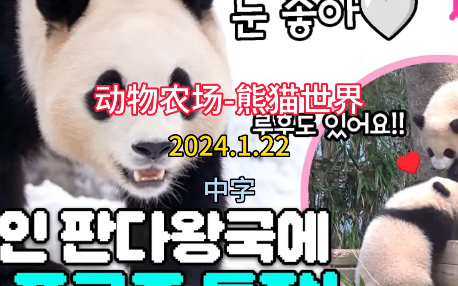 「中字」2024.1.22〈动物农场-熊猫世界〉完整版，大雪熊猫王国福宝登场！