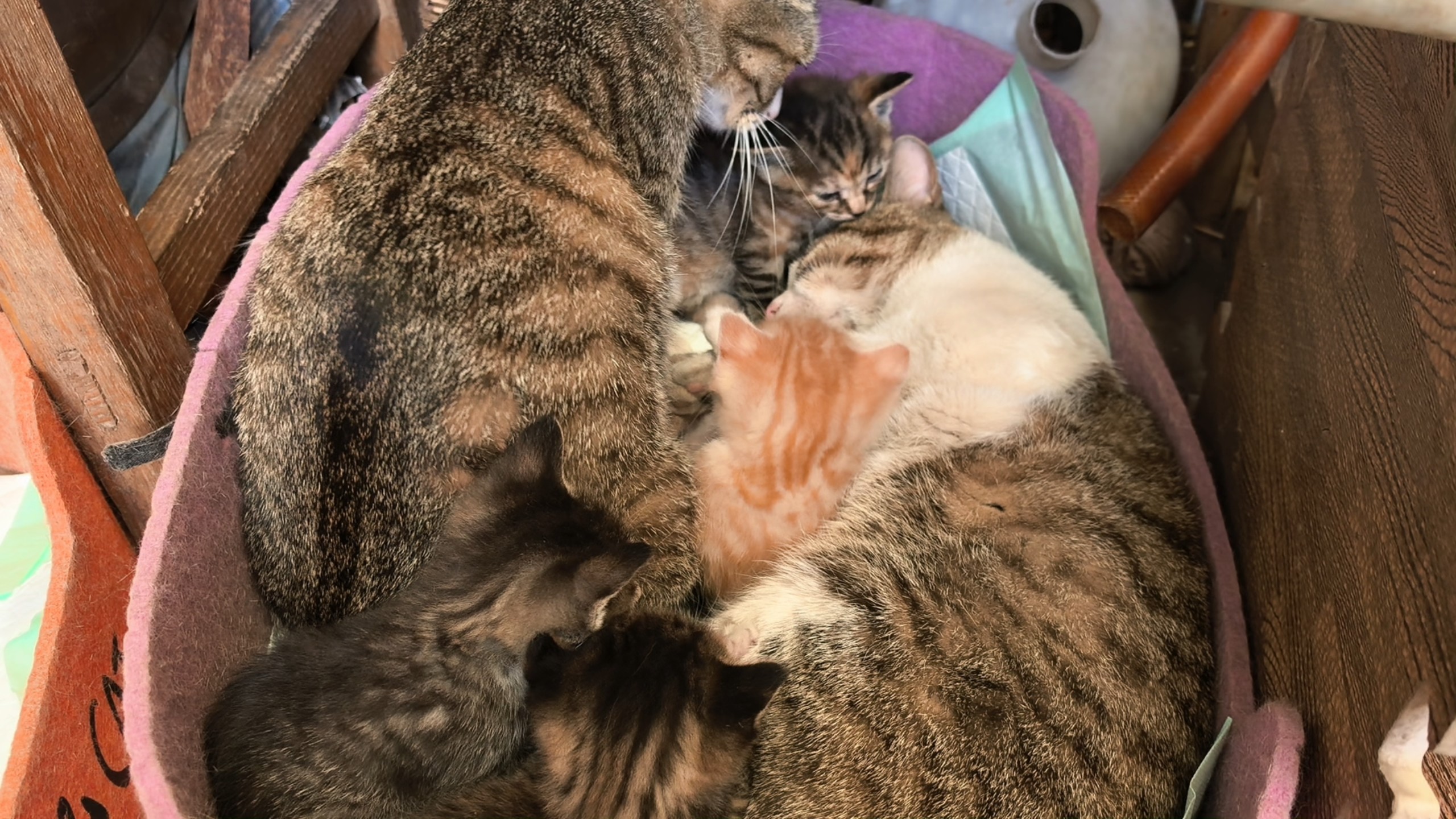 母猫:不对劲 我也生不出这么大的宝宝啊