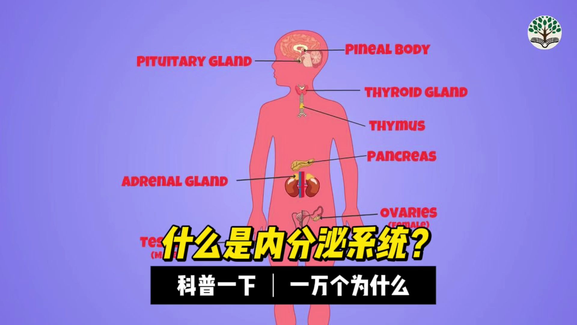 什么是内分泌系统？