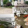 到珍珠产地诸暨开珍珠蚌，不一样的旅行体验
