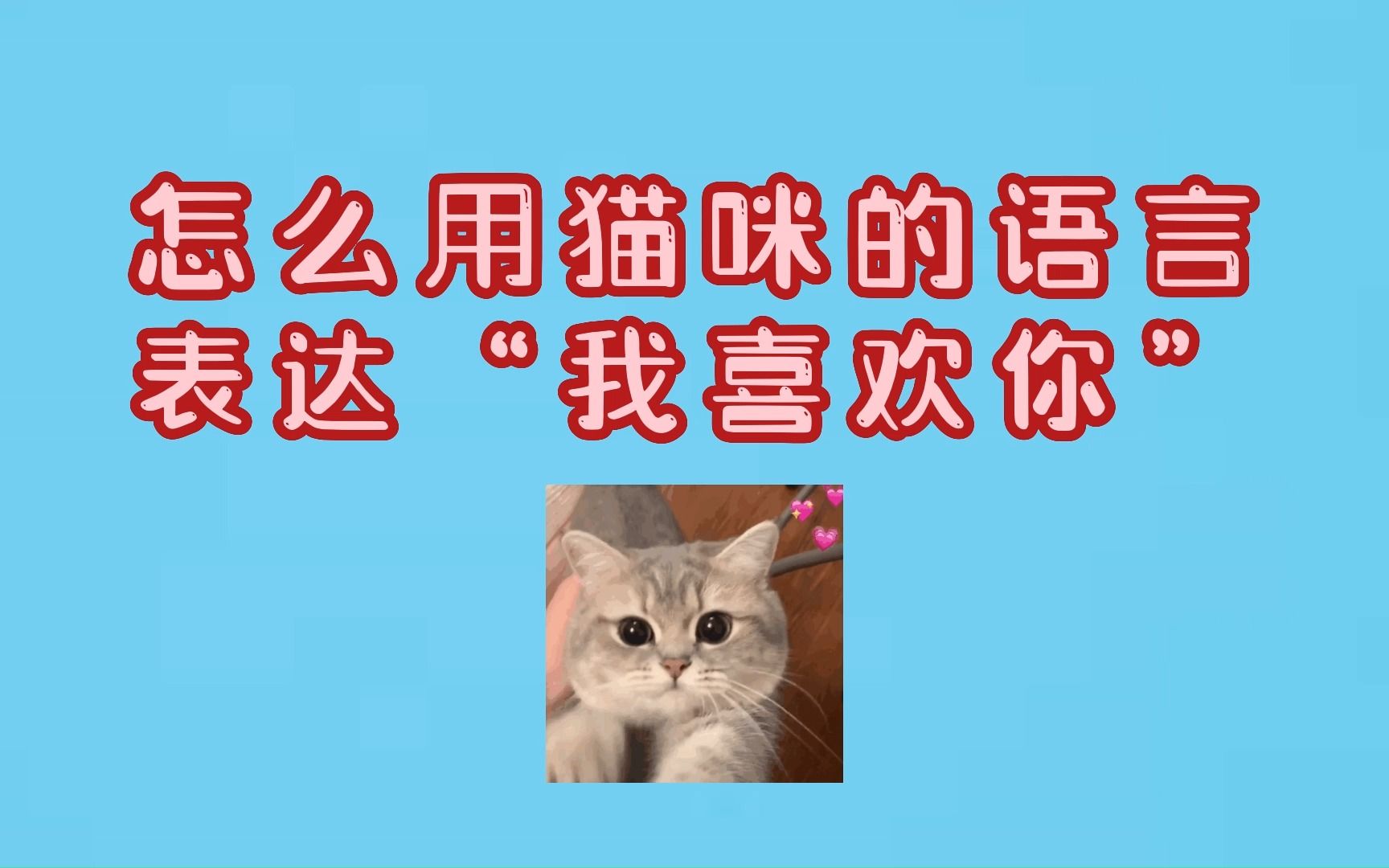 怎么样用猫咪的语言,告诉猫咪“我喜欢你”?哔哩哔哩bilibili