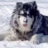 天生就喜欢雪的阿拉斯加犬