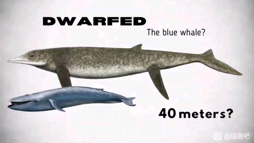 流水的最大，铁打的蓝鲸
