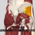 【每日一肌】臀生三肌，各有不同——翘臀臀大肌，稳定骨盆臀中肌，假性坐骨神经痛臀小肌。