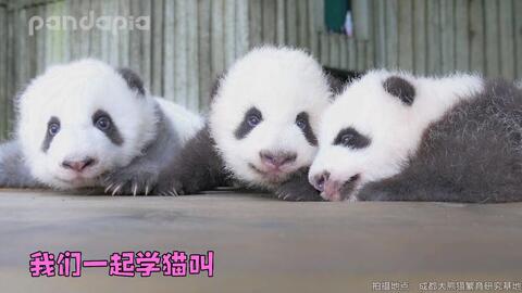 d7a154988029f0a2b27878e9dd02db2f809b464b.jpg@480w_270h_1c