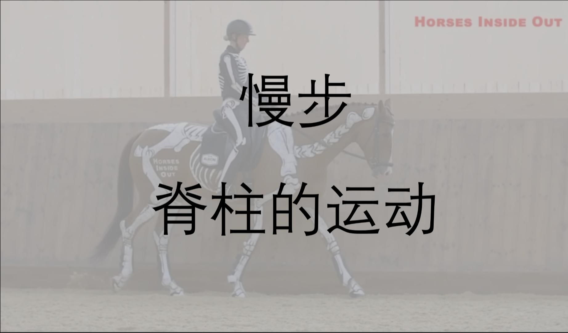 慢步的脊柱运动