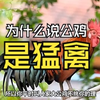 为什么说公鸡是最被低估的猛禽