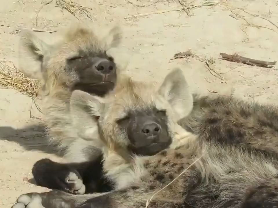 两只打瞌睡都整齐划一的小鬣狗