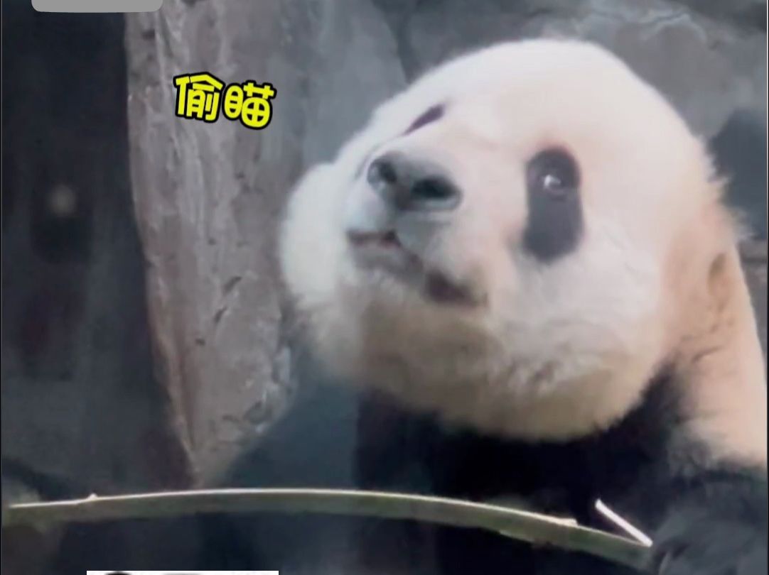 近日，北京。大熊猫“萌二”重现招牌动作龇牙咧嘴掰竹子，龇牙前还要偷瞄一圈。网友：一只偷感很重的大熊猫！