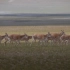 喜讯！羌塘保护区大批藏羚羊产崽，羊妈妈带娃北上返家【资讯】【英字】