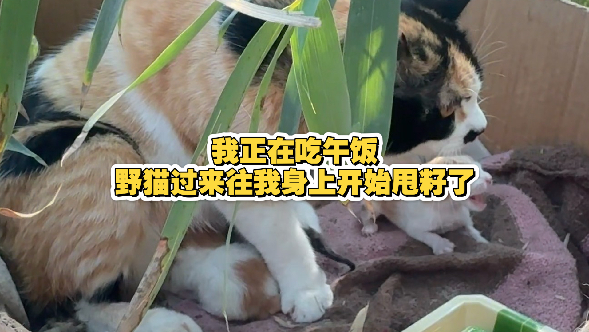 我正在吃午饭野猫过来往我身上开始甩籽了