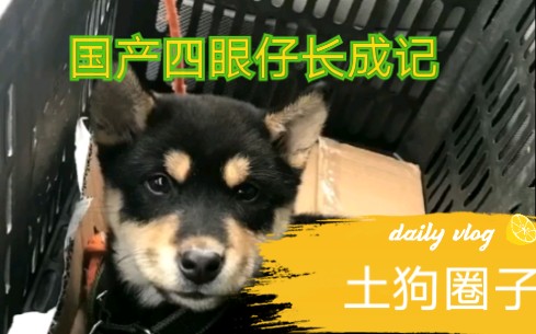 中华田园犬国产四眼成长记四眼铁包金