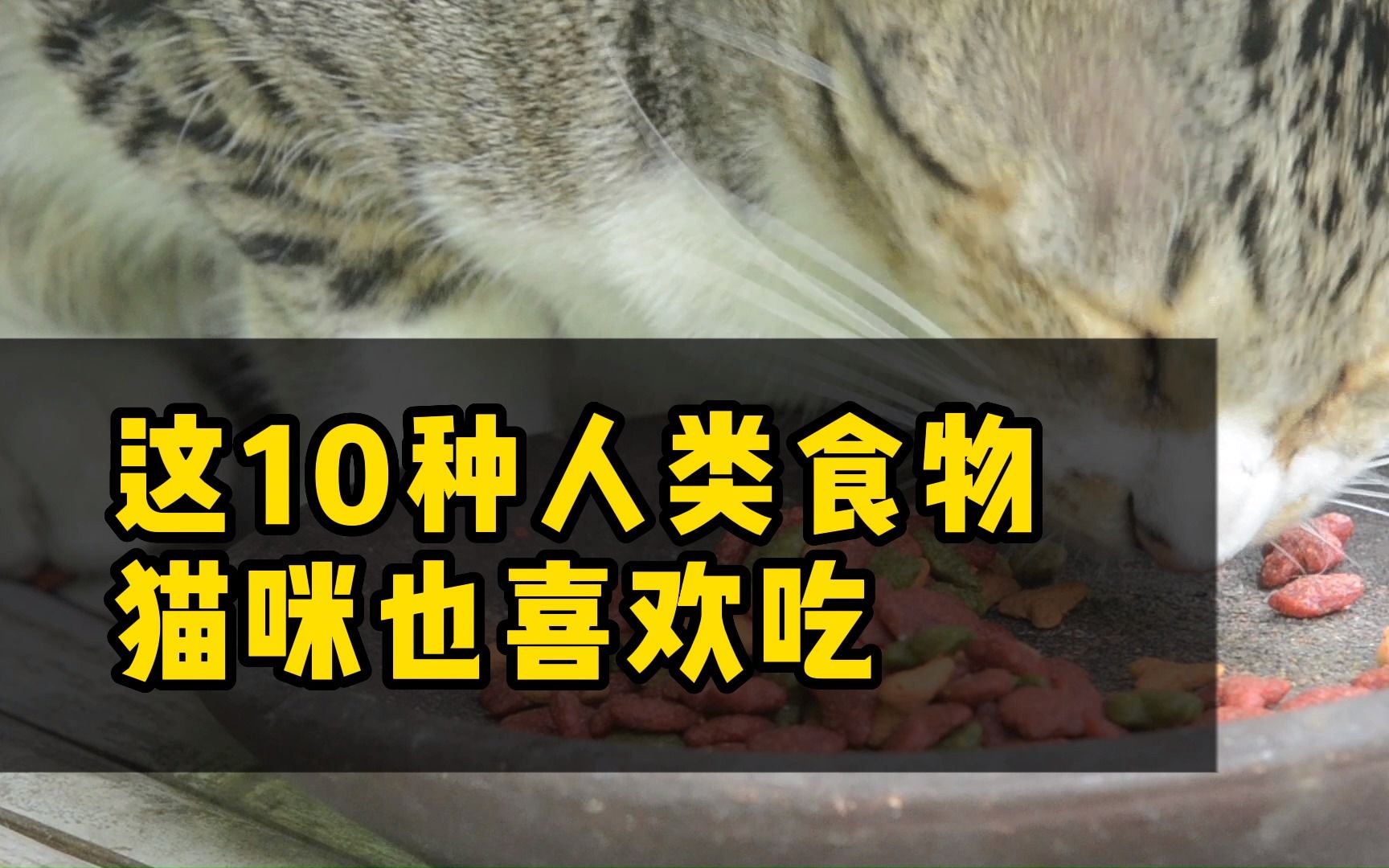 这10种常见人类食物，猫咪也喜欢吃？！